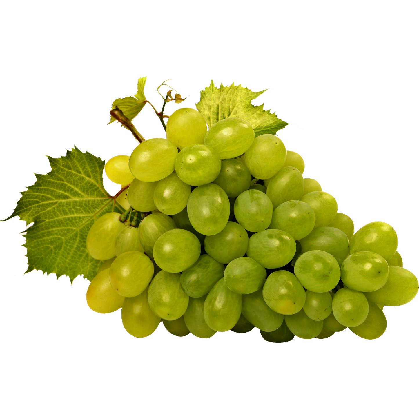 Fehér szőlő lédig